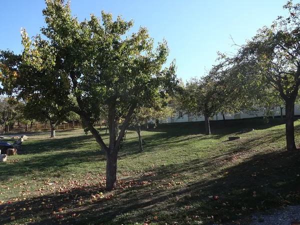Obstwiese mit Apfel- und Birnbäumen im Herbstlicht