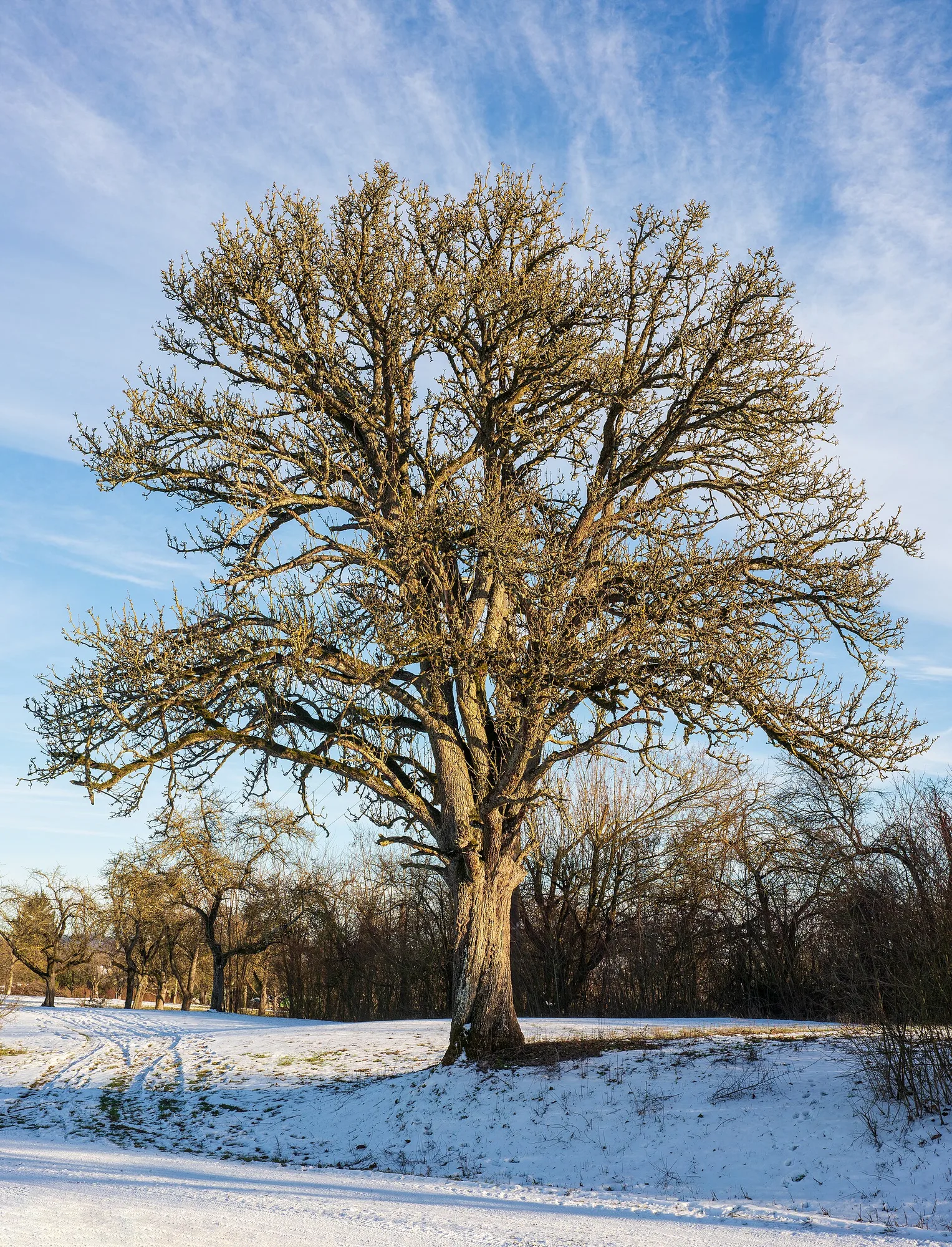 Alter, breiter Birnbaum ohne Laub im Winter, im Hintergrund Schnee
