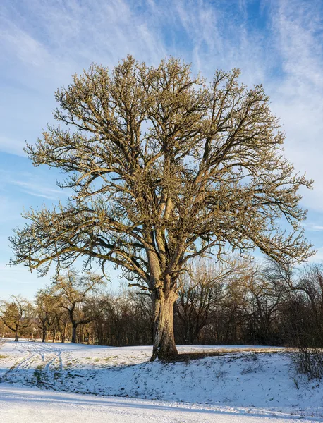 Alter, breiter Birnbaum ohne Laub im Winter, im Hintergrund Schnee