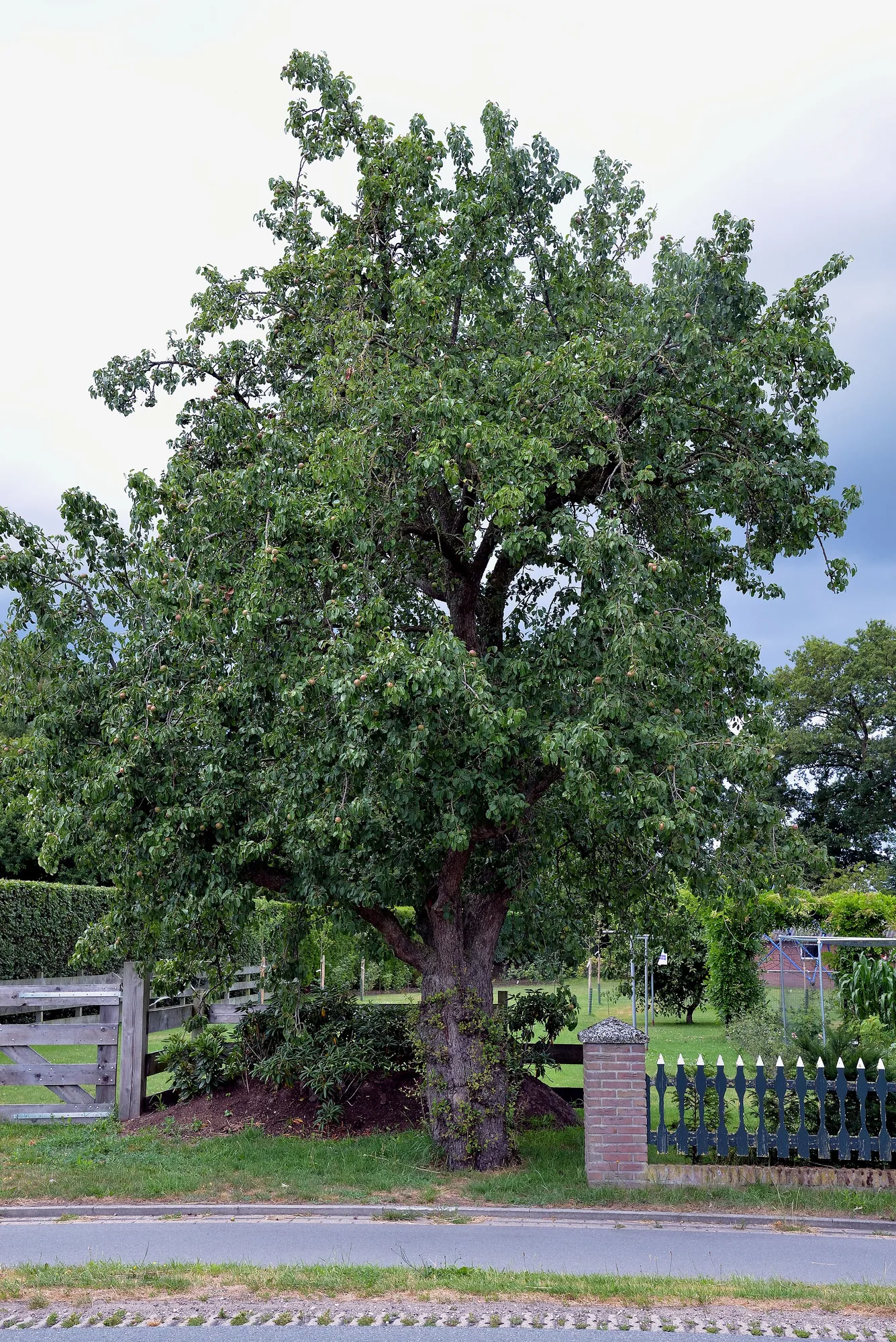 Großer Birnbaum im Sommer mit dichter Krone hinter einem Gartenzaun