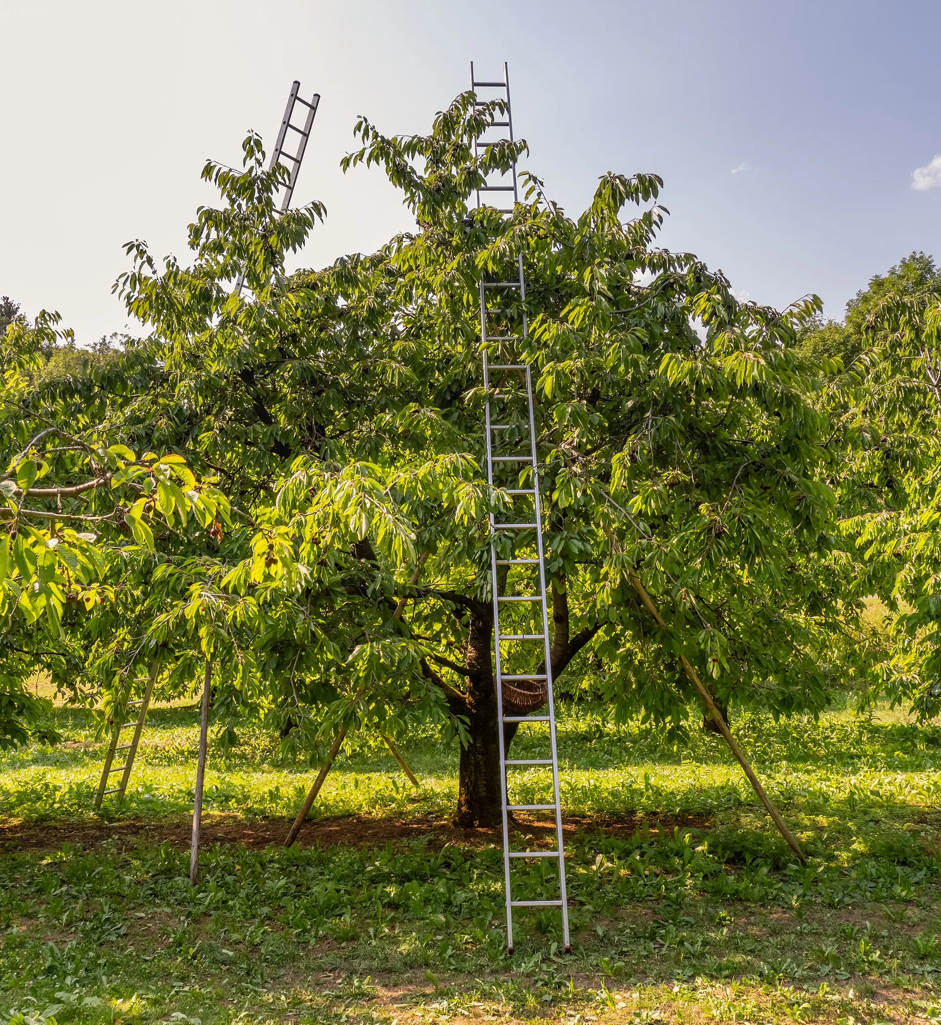 Süßkirschbaum in einer Kirschanlage mit angelehnten Holz- und Aluleitern zur Ernte