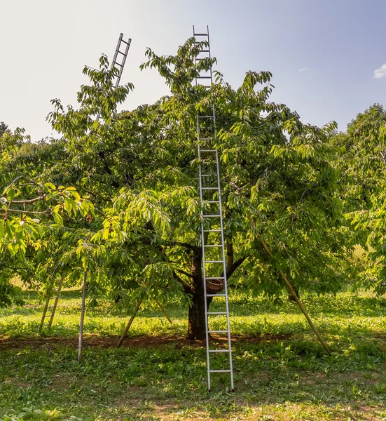 Süßkirschbaum in einer Kirschanlage mit angelehnten Holz- und Aluleitern zur Ernte