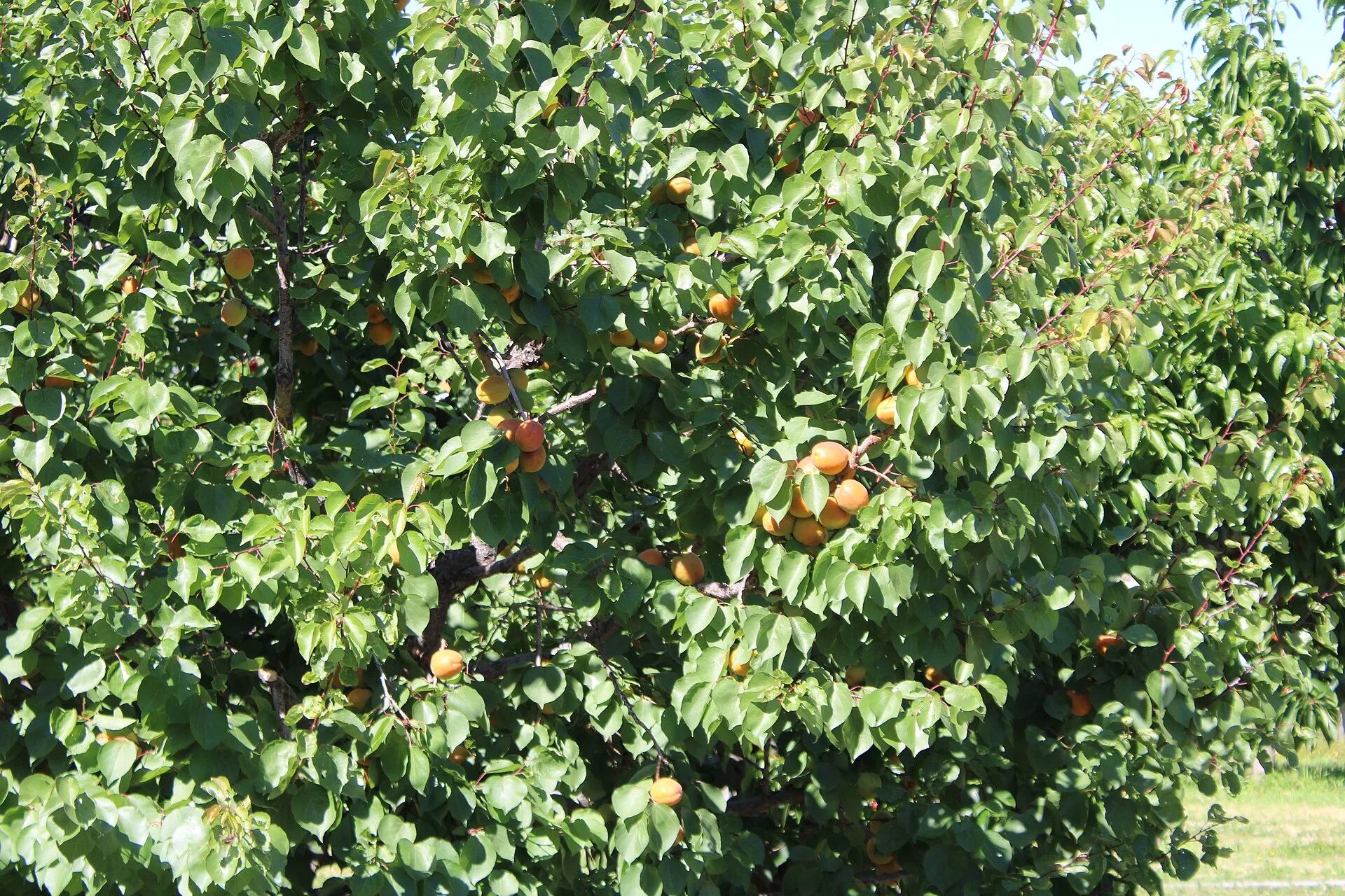 Aprikosenbaum voller orangefarbener Früchte zwischen dichtem Laub