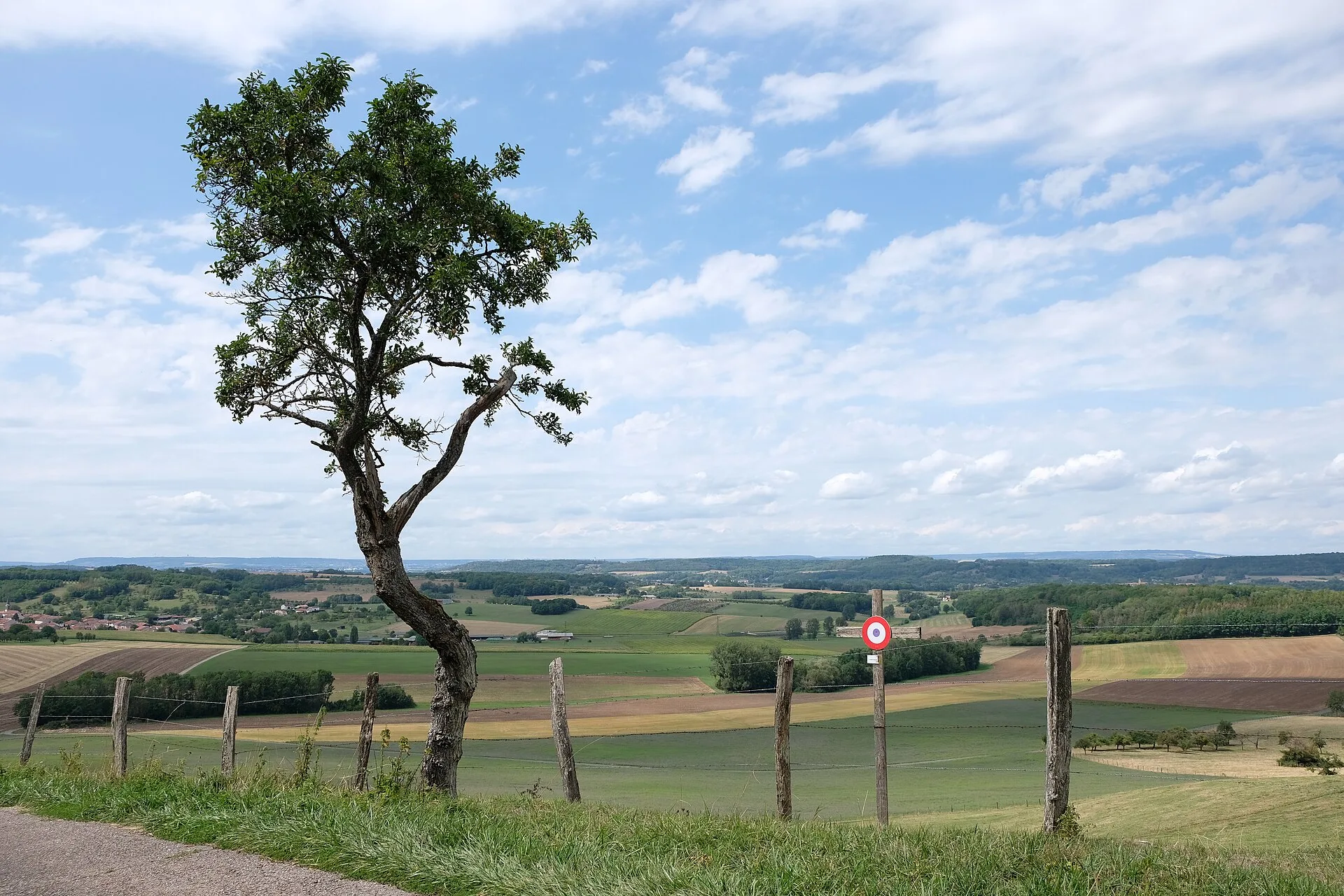Einzelner Mirabellenbaum auf einem Hügel über weiten Feldern