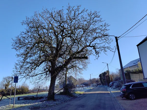 Großer Walnussbaum ohne Laub vor blauem Winterhimmel an einer Dorfstraße