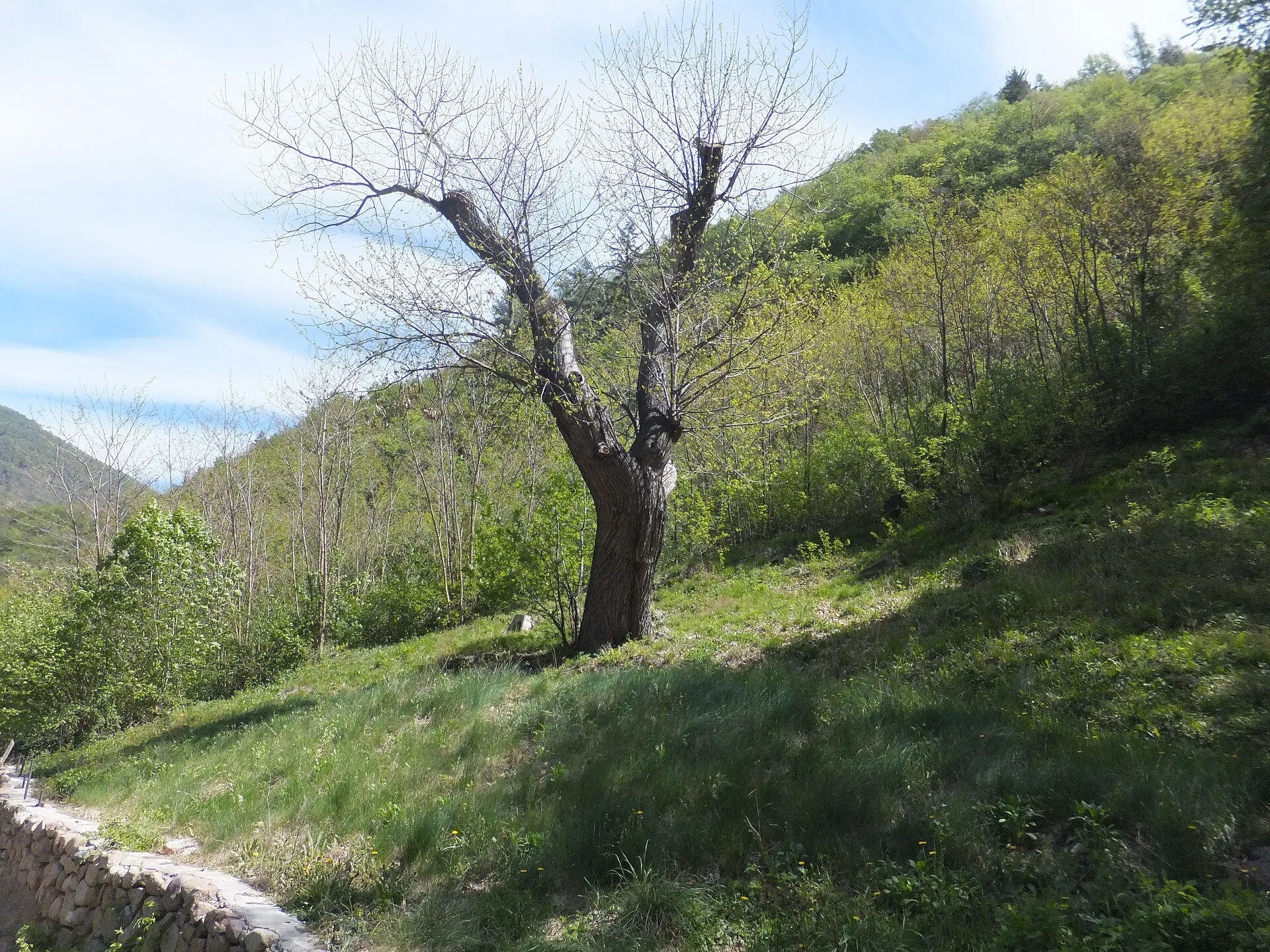 Alte Esskastanie mit knorrigem Stamm an einem Hang im Frühling
