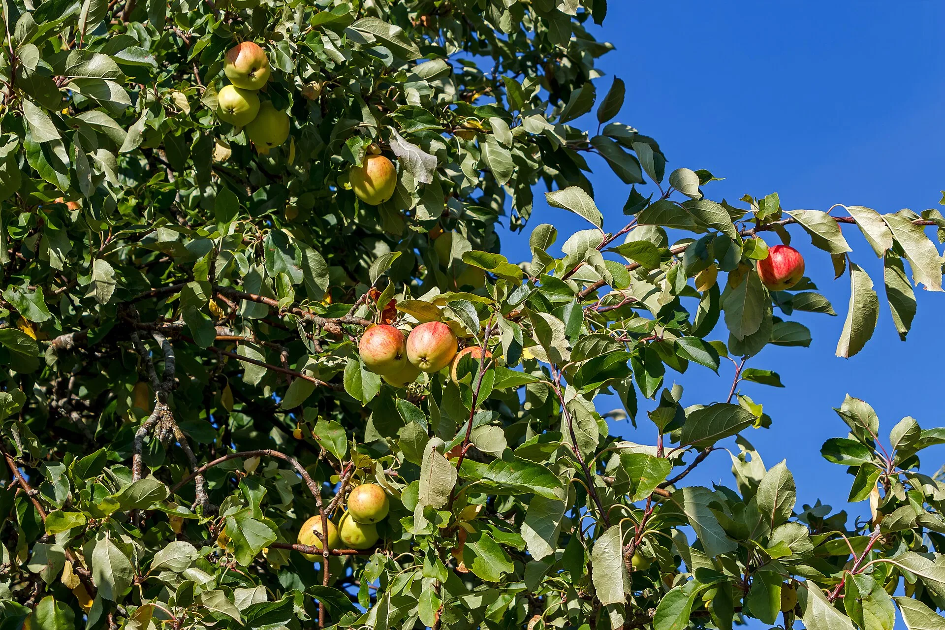 Zweige eines alten Apfelbaums mit gelben und roten Äpfeln vor blauem Himmel
