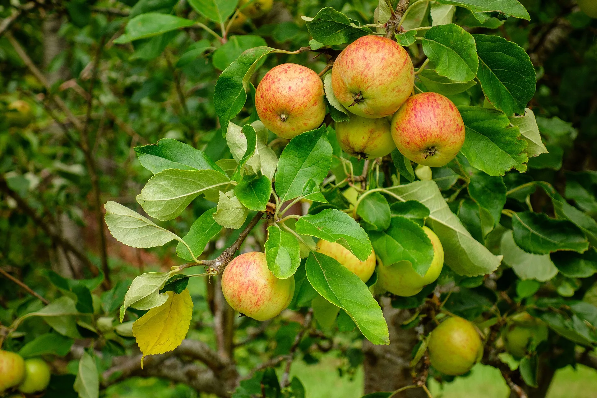 Nahaufnahme von reifen, rotgelben Äpfeln an einem alten Baum