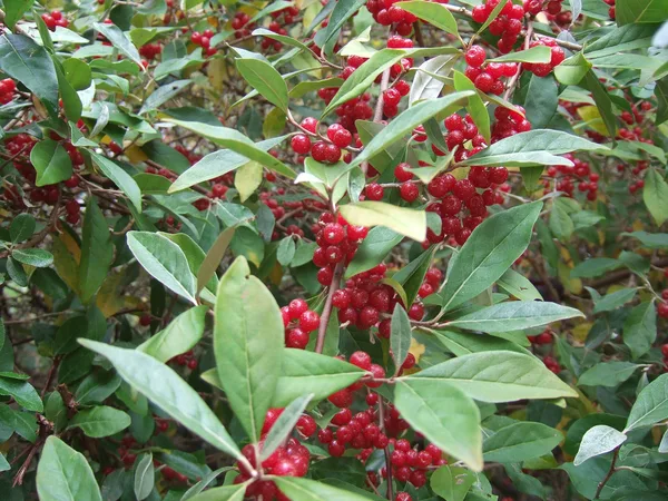 Strauch der Korallen-Ölweide, dicht behangen mit kleinen roten Früchten zwischen schmalen, silbrig grünen Blättern
