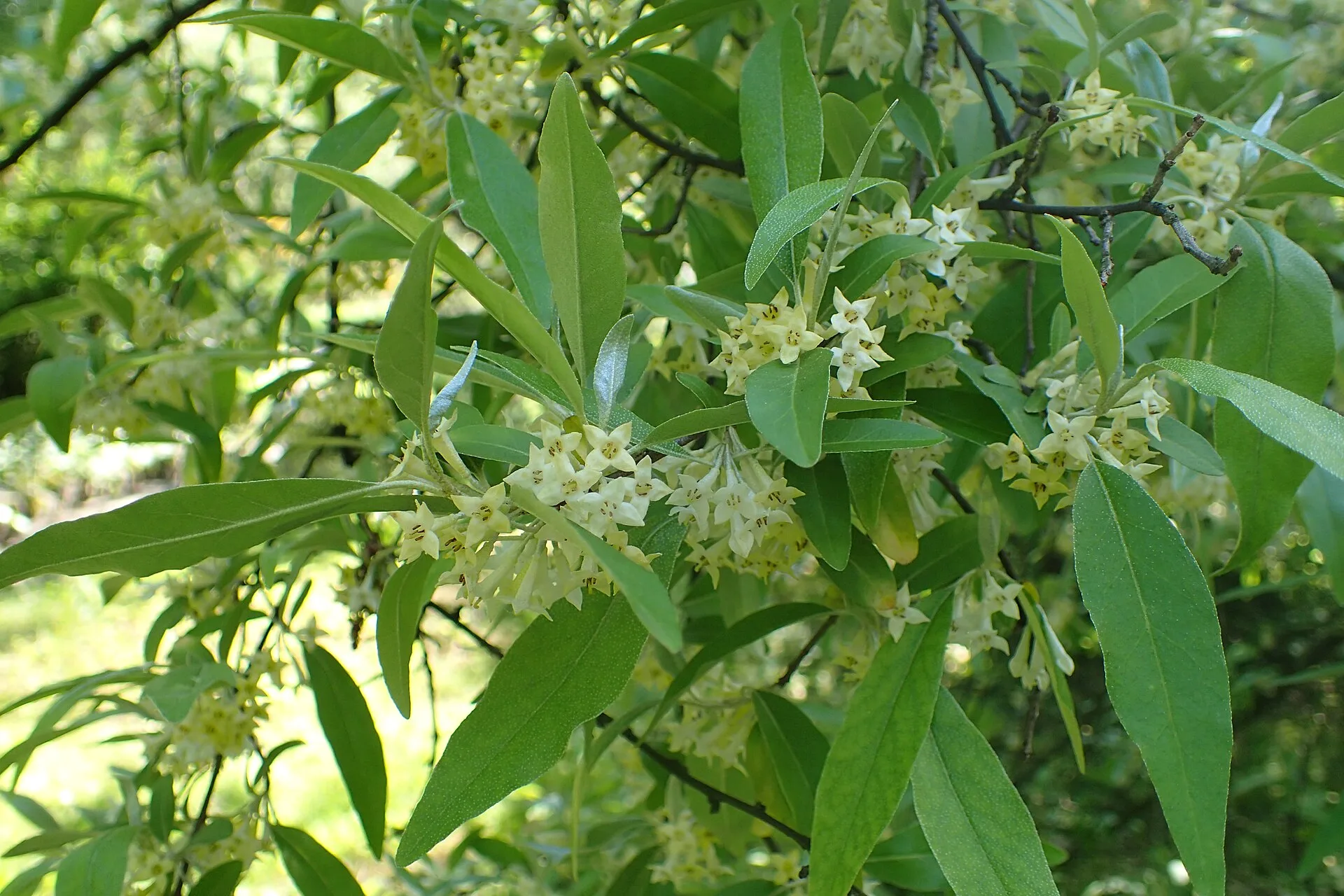 Zweig der Korallen-Ölweide mit vielen kleinen, cremeweißen, röhrenförmigen Blüten