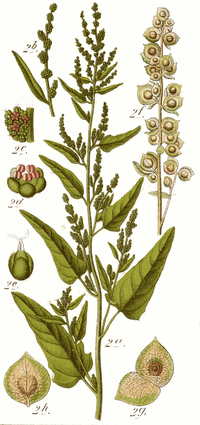 Gartenmelde