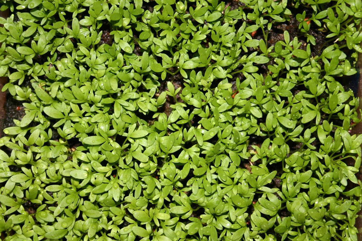 Gartenkresse