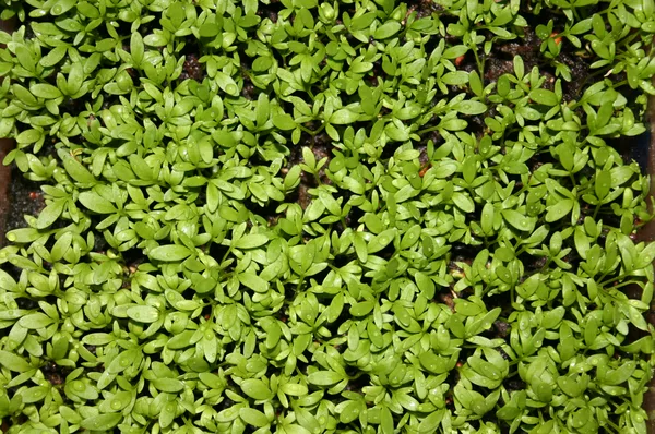 Gartenkresse