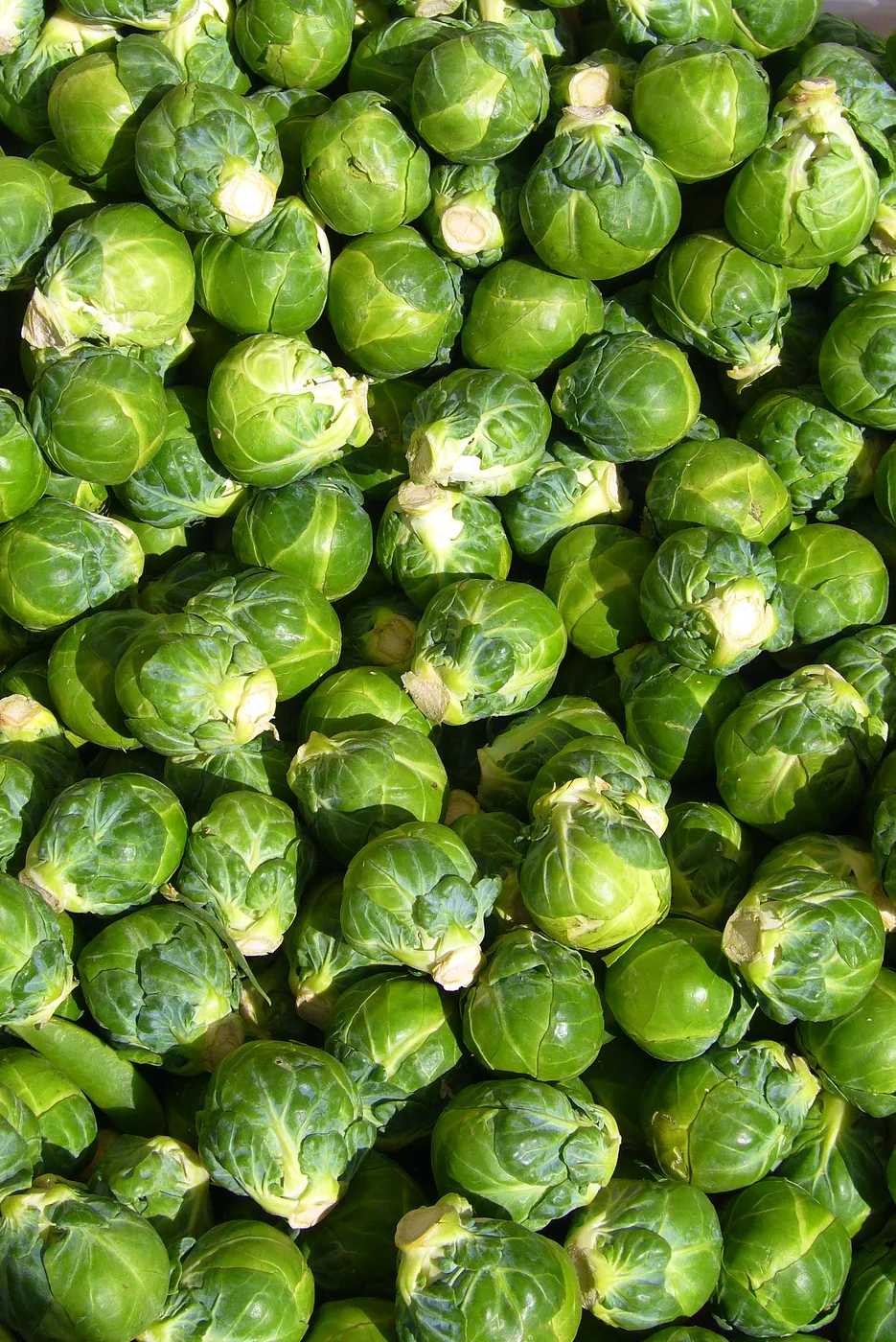 Rosenkohl