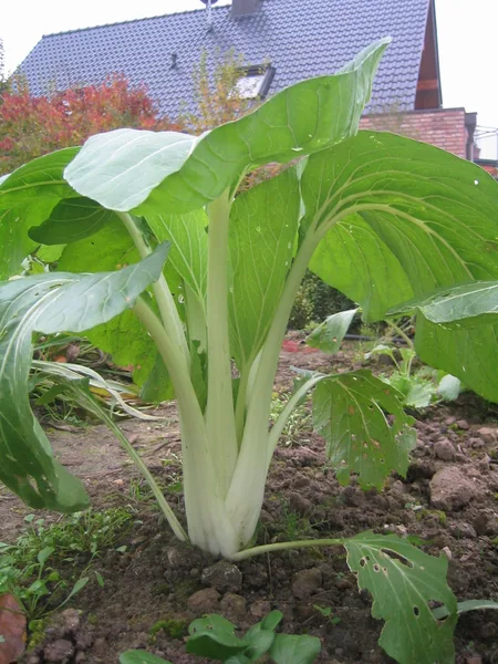 Pak Choi