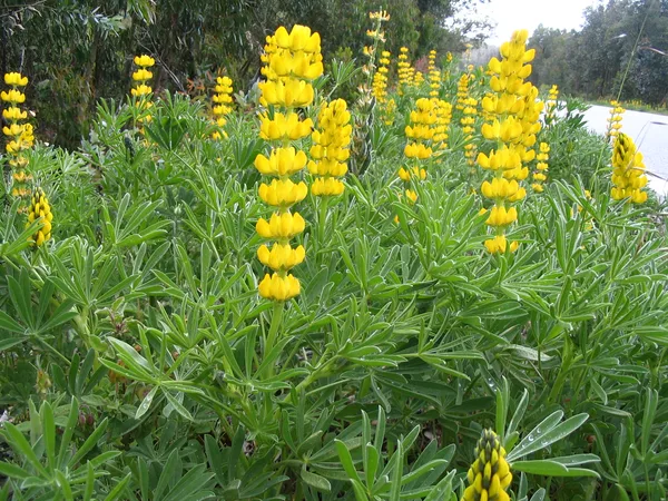 Gelbe Lupine