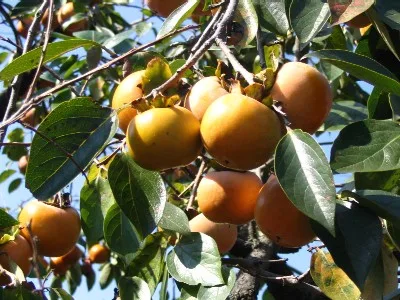 Kaki