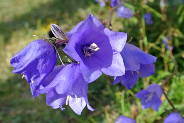 Glockenblume