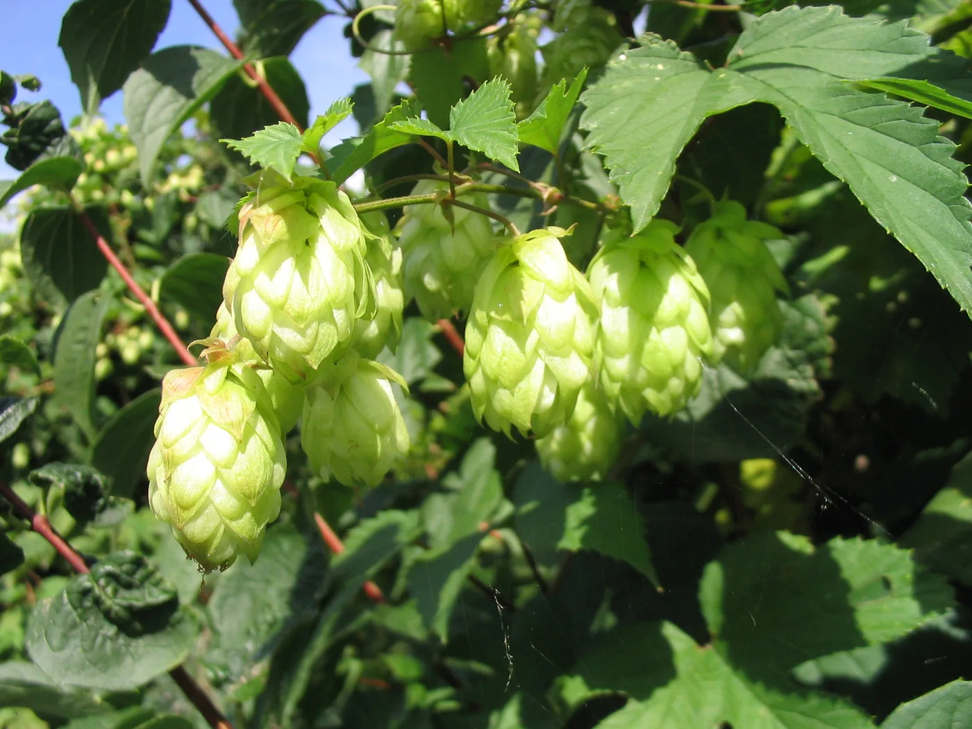 Hopfen