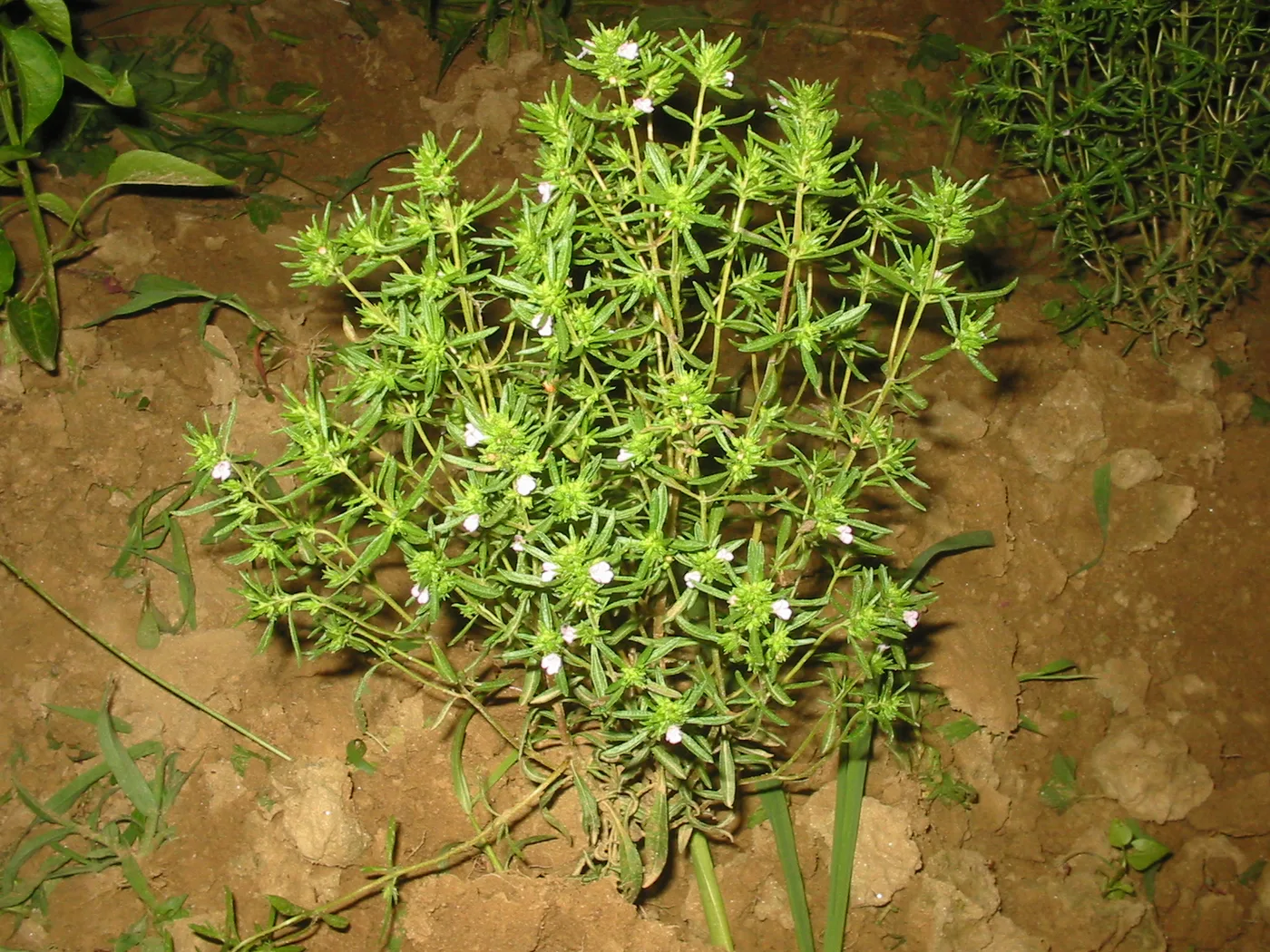 Bohnenkraut
