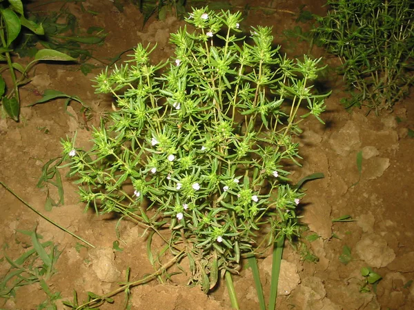 Bohnenkraut