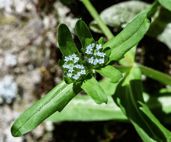 Feldsalat