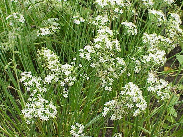 Schnittknoblauch