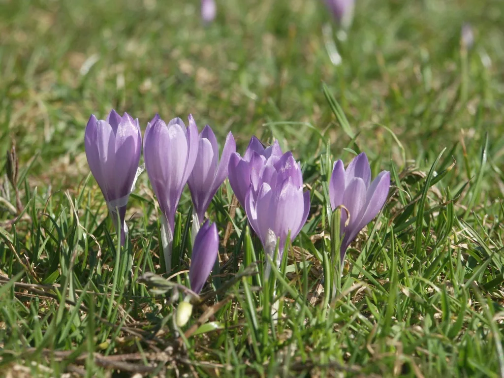 Krokus