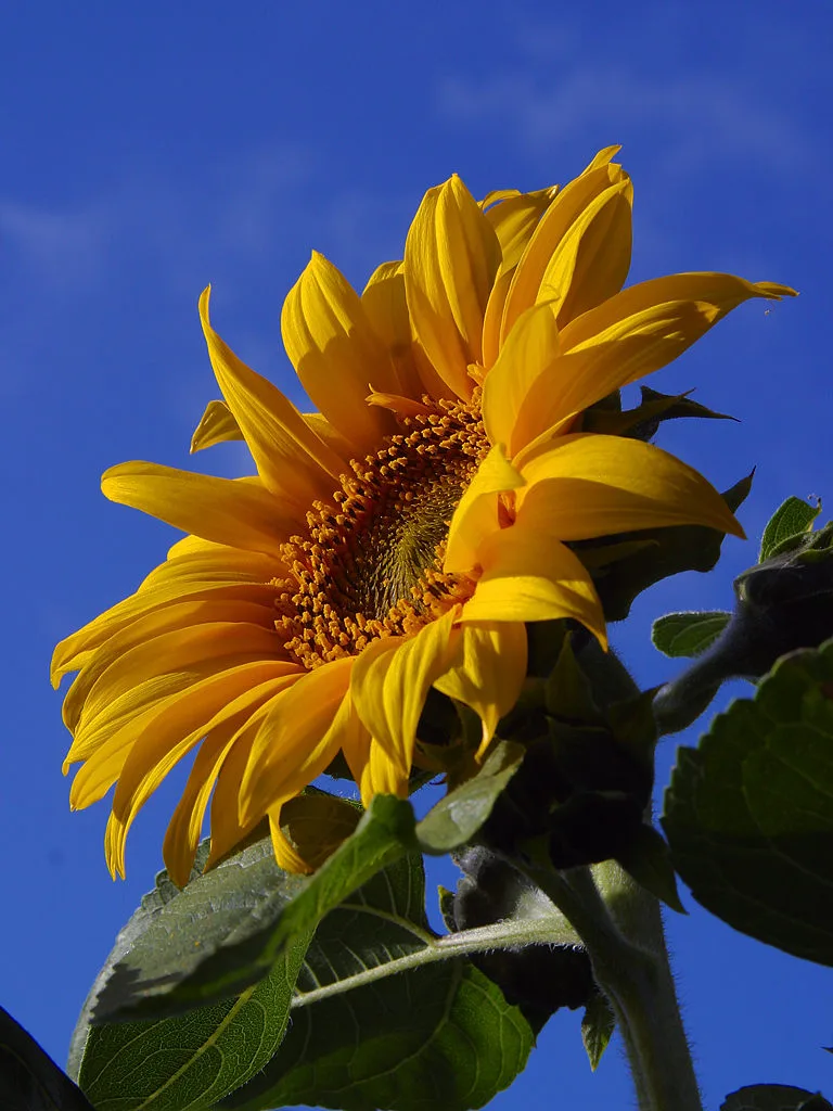 Sonnenblume