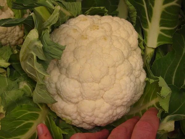 Blumenkohl