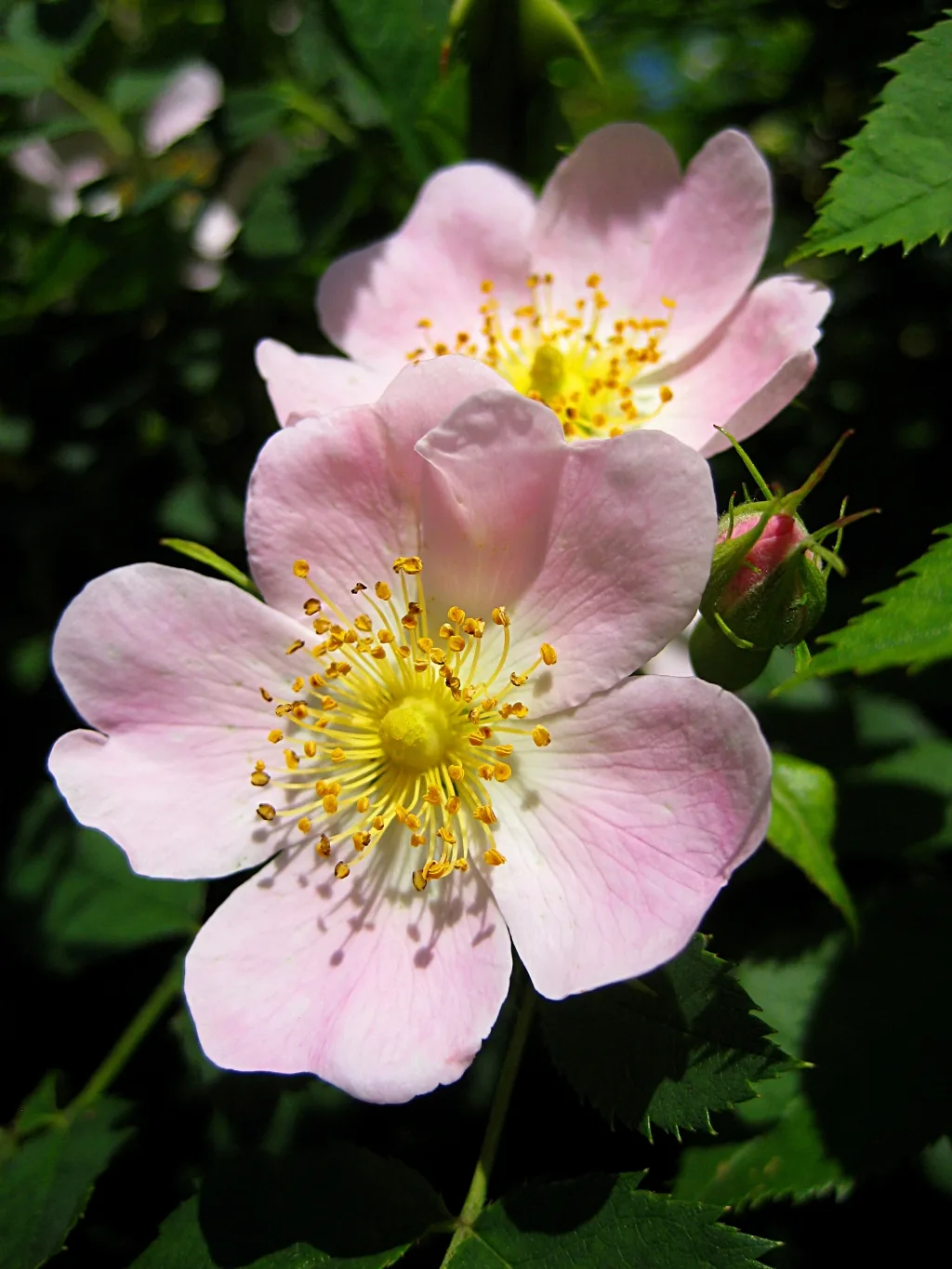 Hundsrose