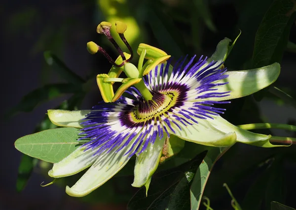 Passionsblume