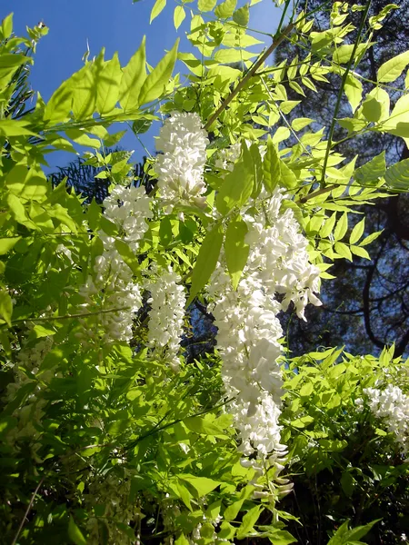 Blauregen