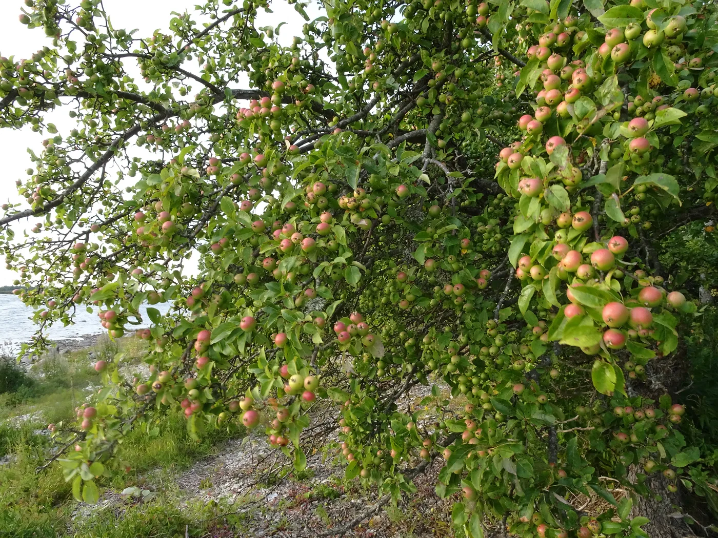 Holzapfel