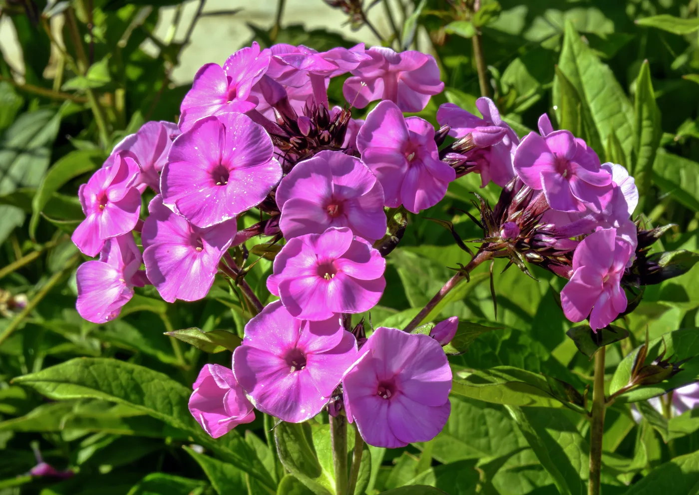 Hoher Phlox