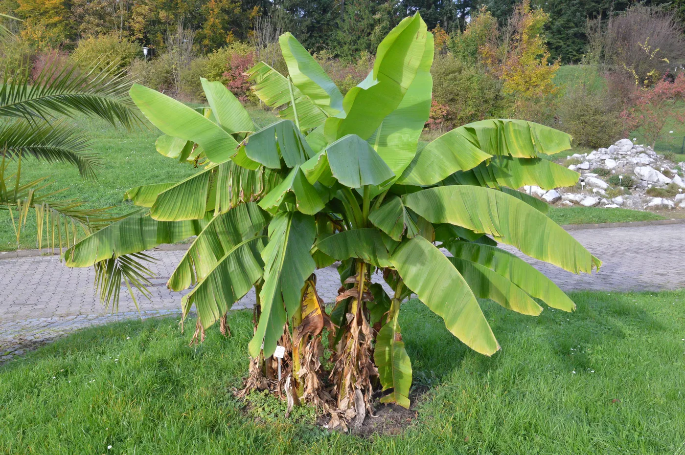 Japanische Faserbanane