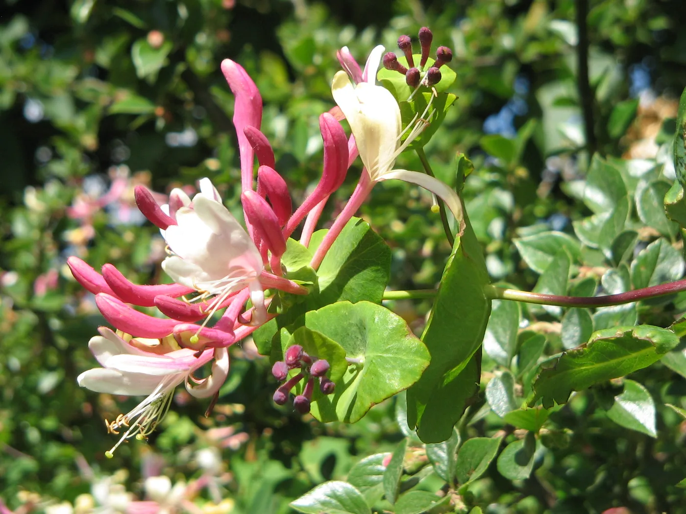 Geißblatt