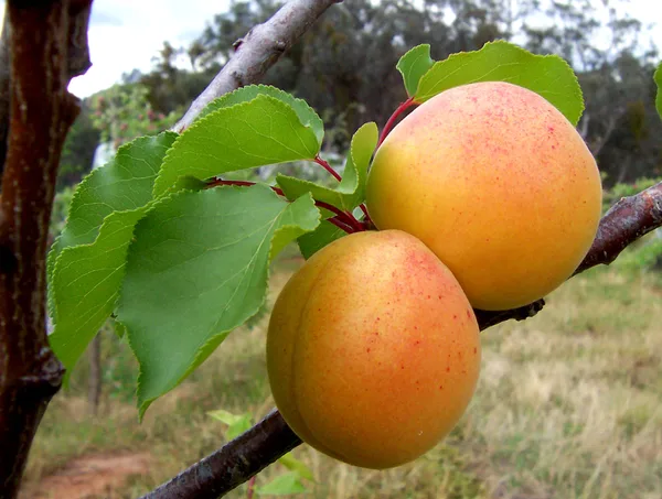 Aprikose