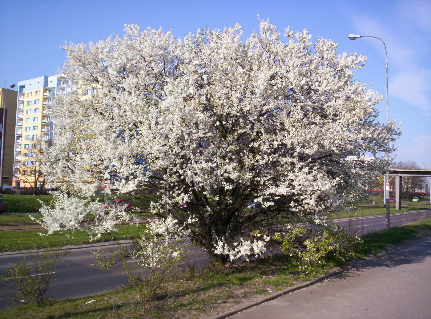 Mirabelle