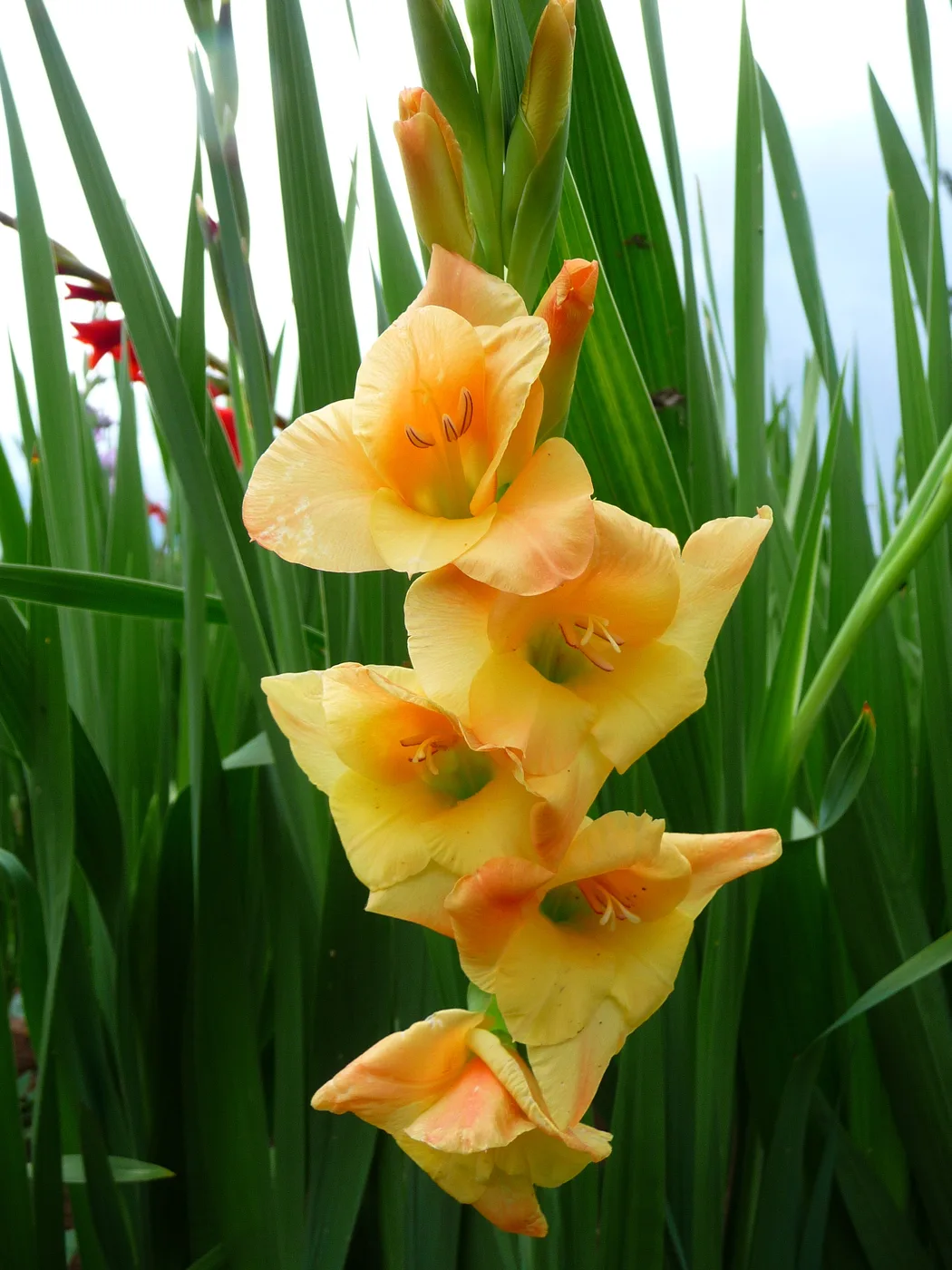 Gladiole