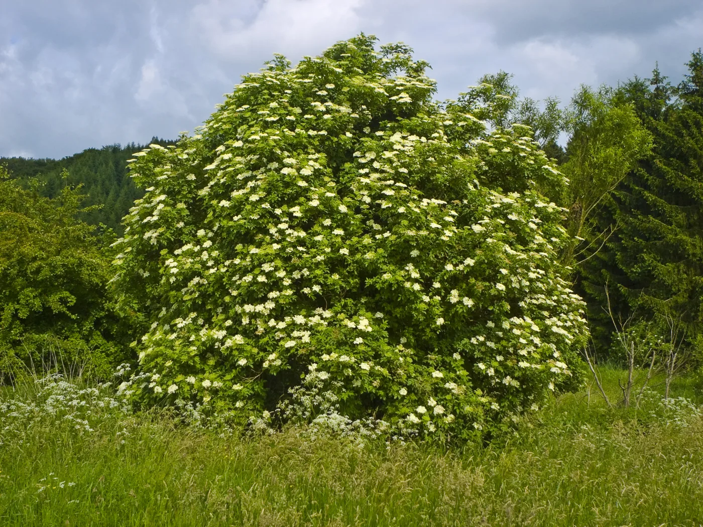 Black Elderberry