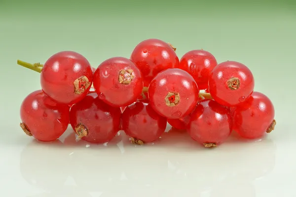 Rote Johannisbeere