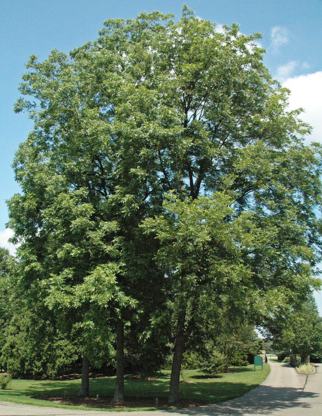 Pekannuss