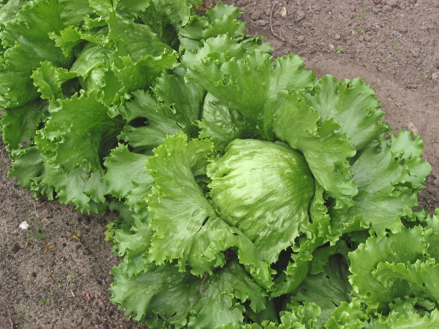 Kopfsalat