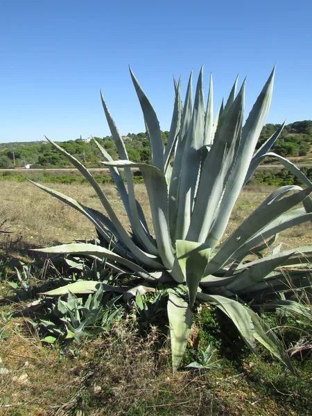 Amerikanische Agave