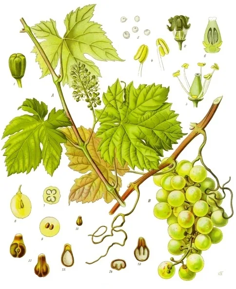 Weinrebe