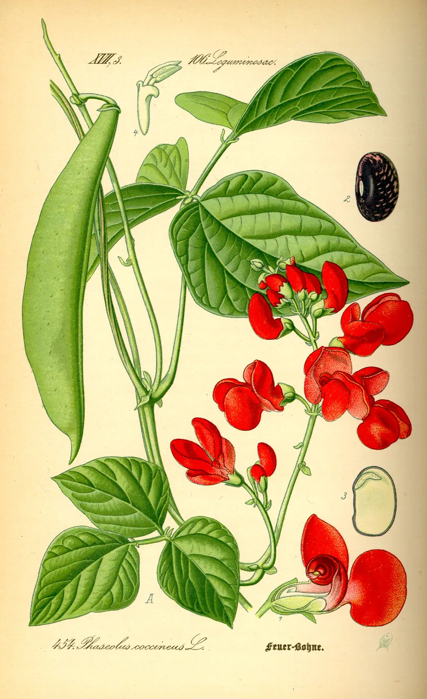Feuerbohne