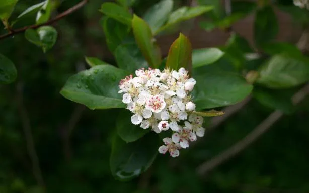 Aronia