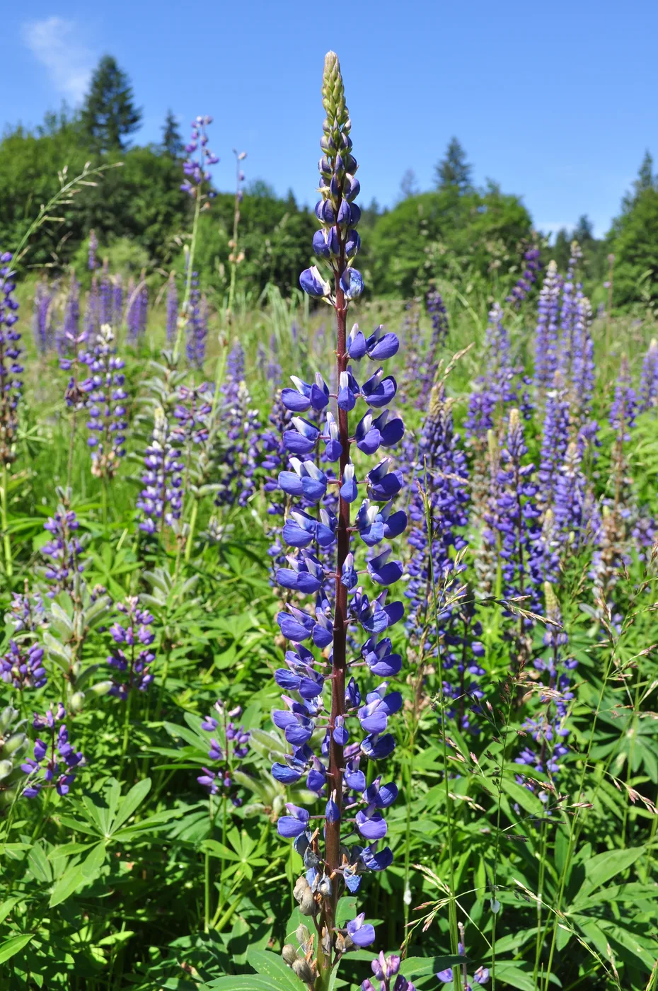 Lupine