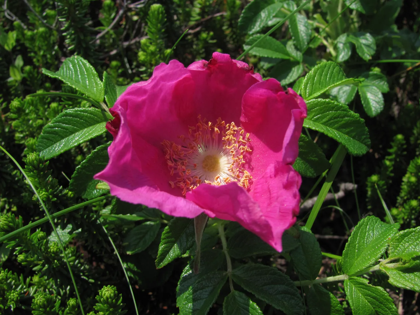 Apfelrose